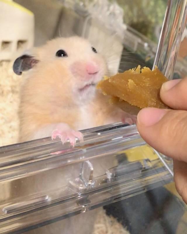 ㅗ 고구마 먹는 햄스터 ㅜ 1번째 사진은?