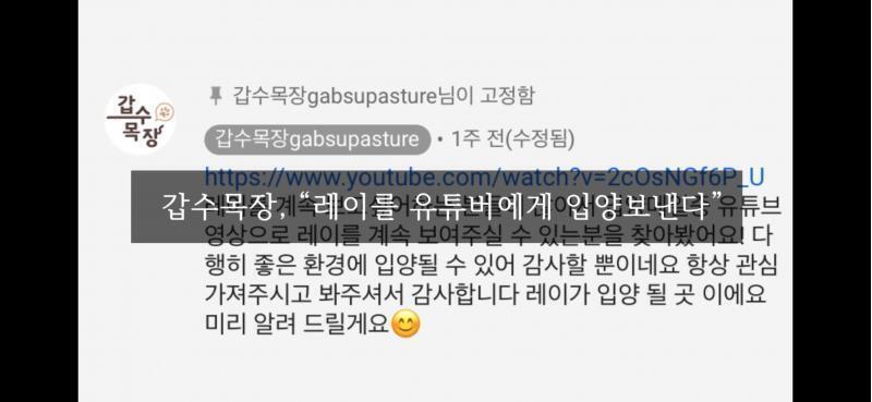 키티클래스 정리 1. '레이'라는 샵 고양이를 유기묘 구조한 척 함 2. '키티클래스'라는 유튜버에게 입양보냈다고 영상 올림 3. '키티클래스'