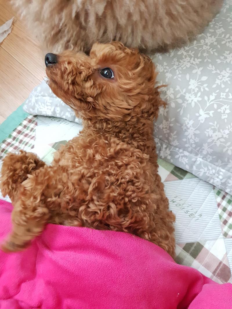 ㅗ멍멍이사진 ㅜ 164번째