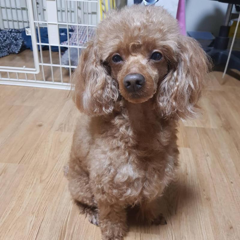 ㅗ멍멍이 사진 ㅜ 189번