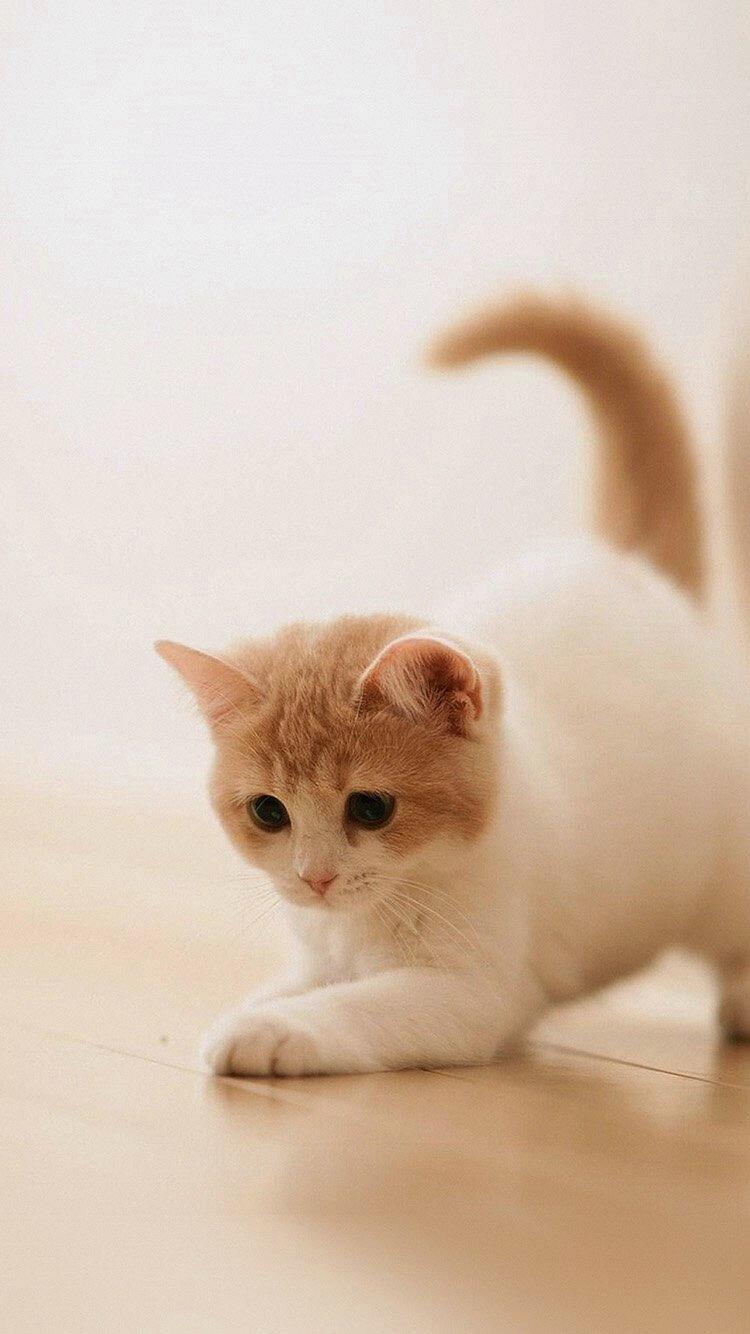 >>11 고양이 사진! 🐈 >>12 엉ㅜㅜ 대화하는 거 보면 좀 띠꺼운 것 같아서 약간 틱틱 거린다고 해야되나...?