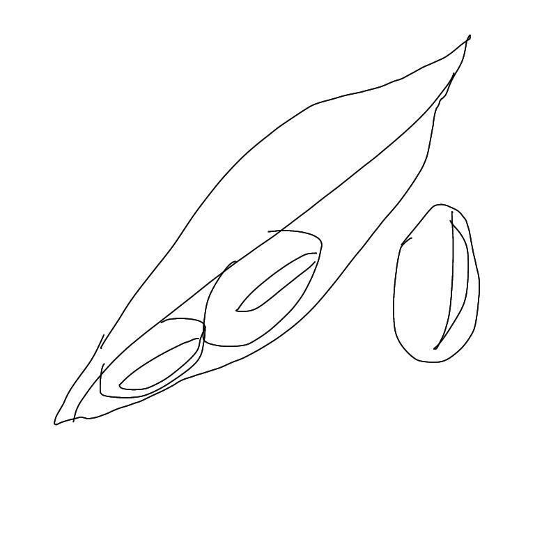 콩