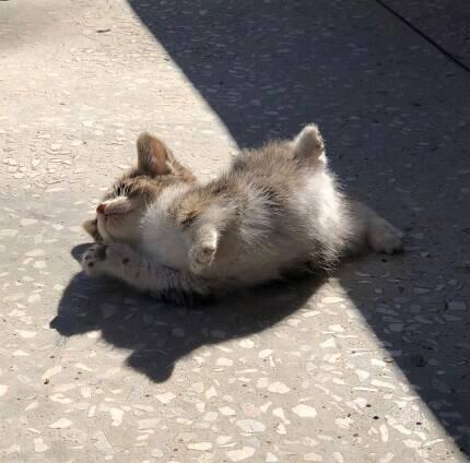 아기고양이ㅜㅠㅠ