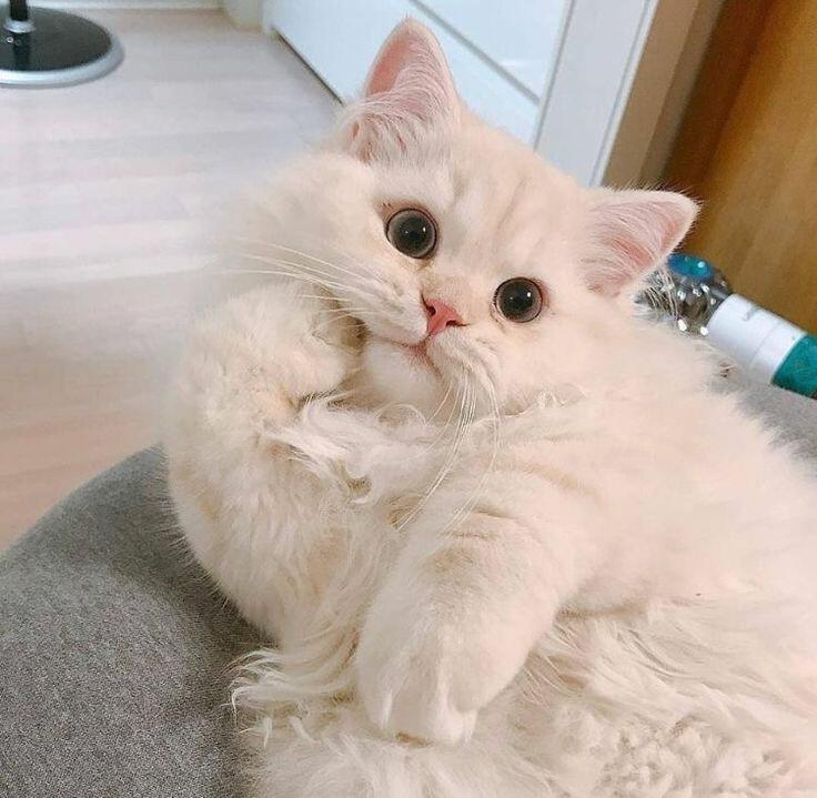 전부터 궁금했는데 이 고양이 다른사진 있는 사람 없니 이 정도면 따로 계정도 있을거같은데