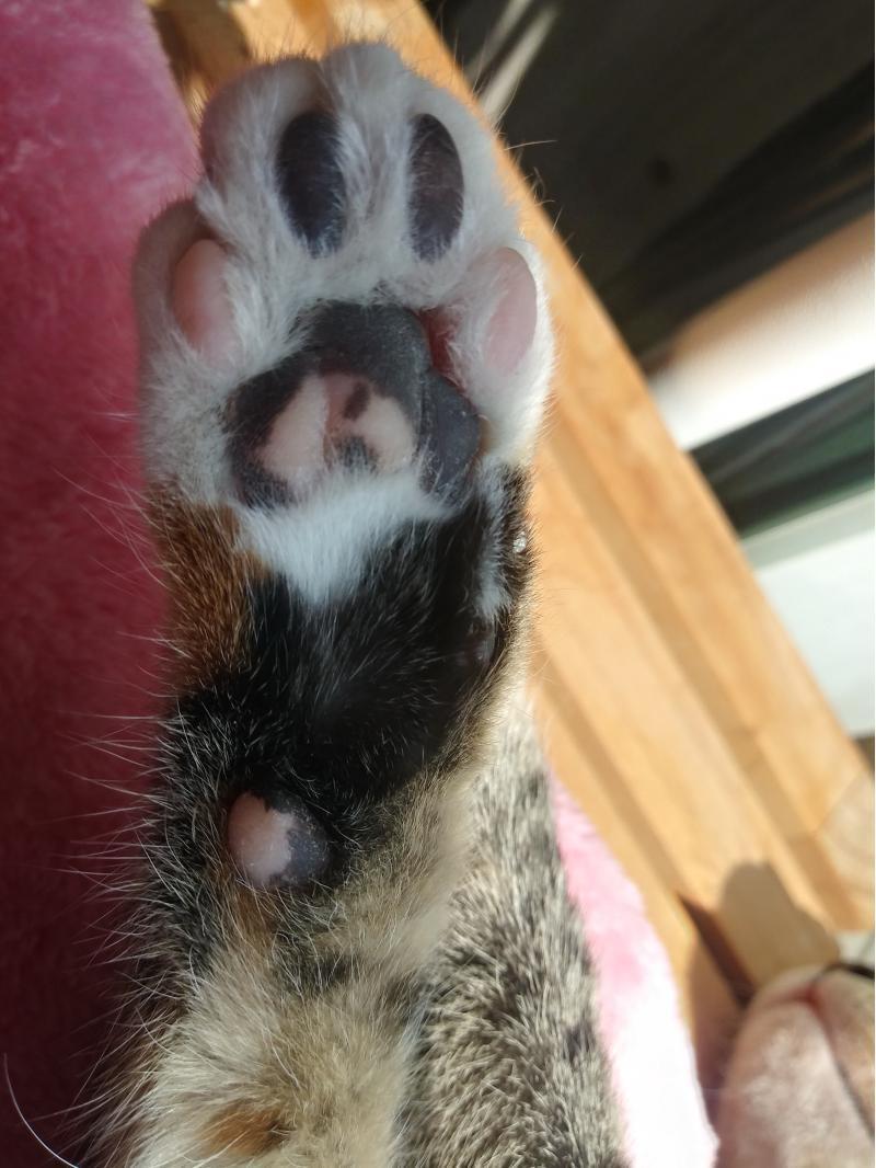 쩰리