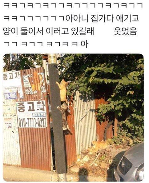 아기고양이ㅜㅠㅠ