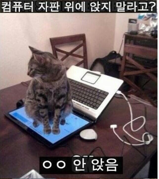 고양이.. 그치... 귀엽지.....
