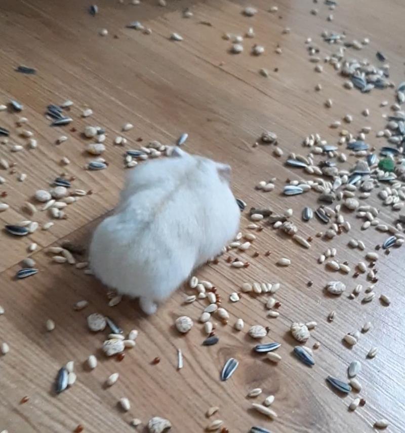 >>16 헉ㄱ저 삥꾸삥꾸한 코 무슨 일이야아ㅏ아아아ㅏ아악!!!!!!!!! 나나ㅏ나ㅏ드디어ㅠ잘 찍은거 나왔어!!!!!!바닥은 신경 쓰지 말고 볼따