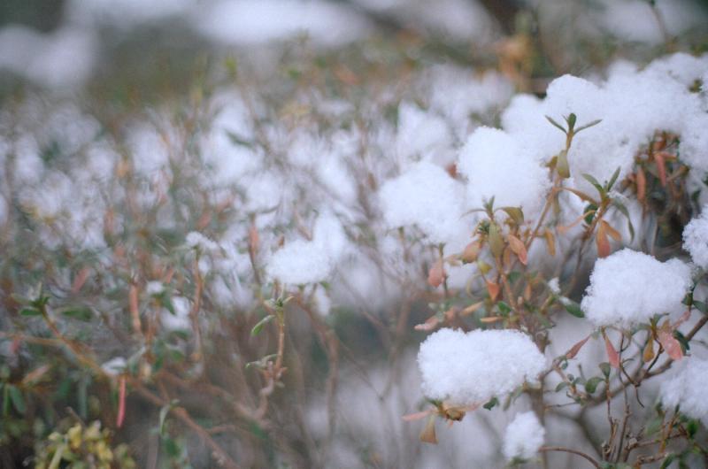 ❄