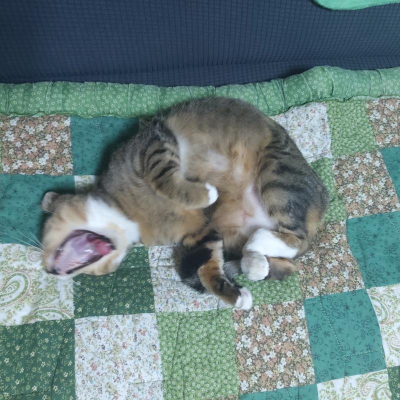 ์๋ฐ