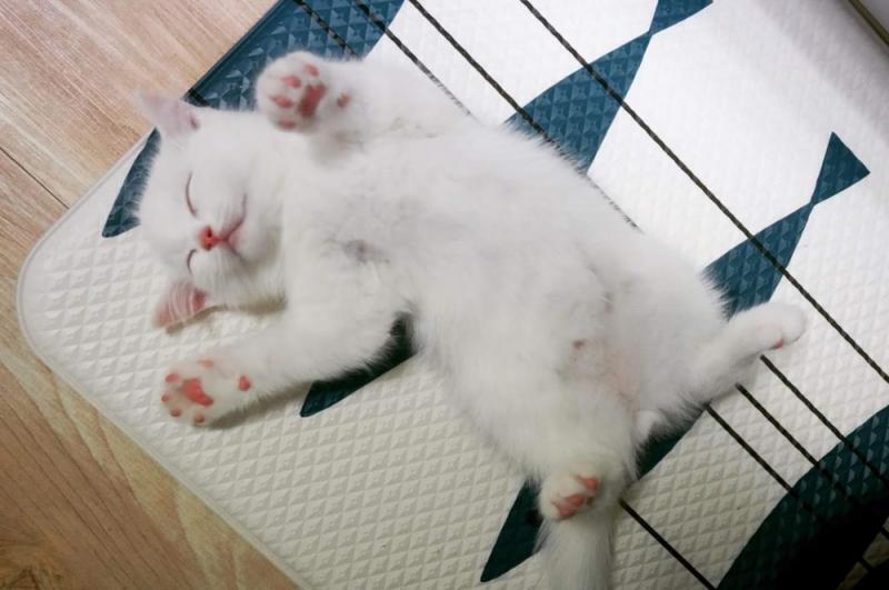 ฅ(⌯ー̀·̫ー́⌯ฅ)