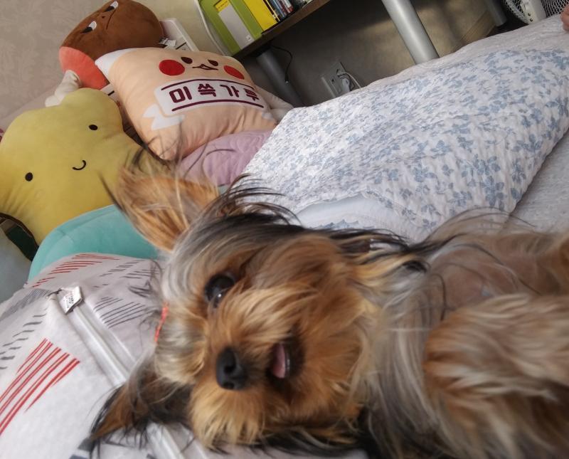 멍뭉이