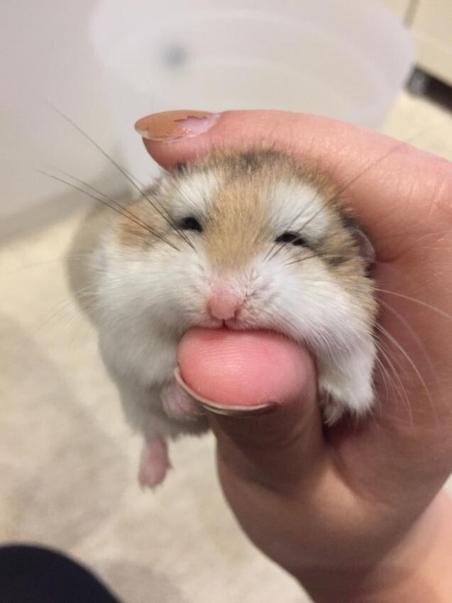 꾸왑