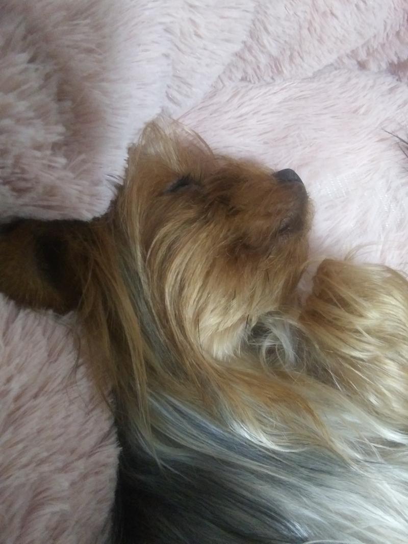 멍뭉이
