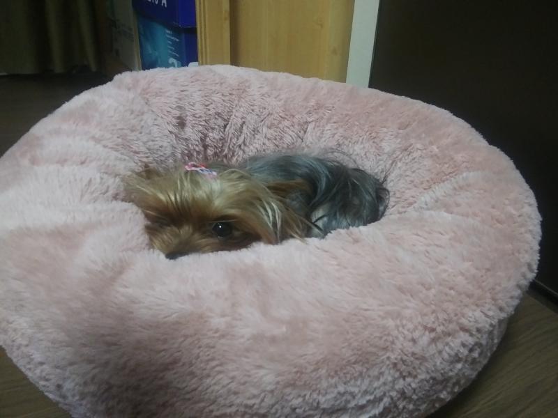 멍뭉이