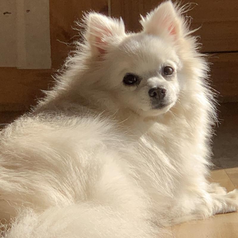 저희 갠얼쥐 보세요
