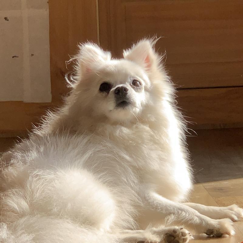 저희 갠얼쥐 보세요