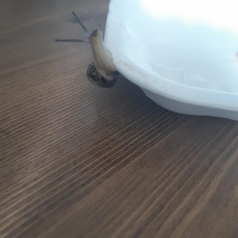 새로운 길 개척시키려다 영 아닌 것 같아서 다시 귀환 하시는 상추씨 나대지말고 얌전히 당근이나 먹으렴....