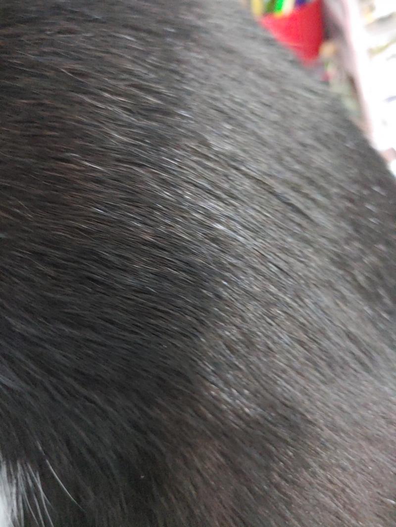 겉보기에는 그렇게까지 심하진 않은데 안쪽? 에 비듬이 다 있는건지 빗어서 빠진 털 보면 >>2처럼 돼...