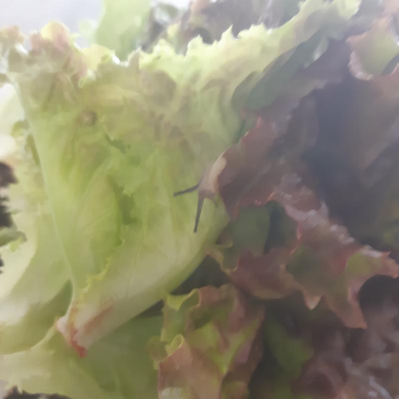 상추를 놔주러왔다