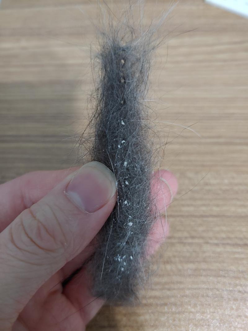 털 빗은 거 보니까 이 정도야... 진짜 너무 심해 뭘 어떻게 해줘야 하지...??