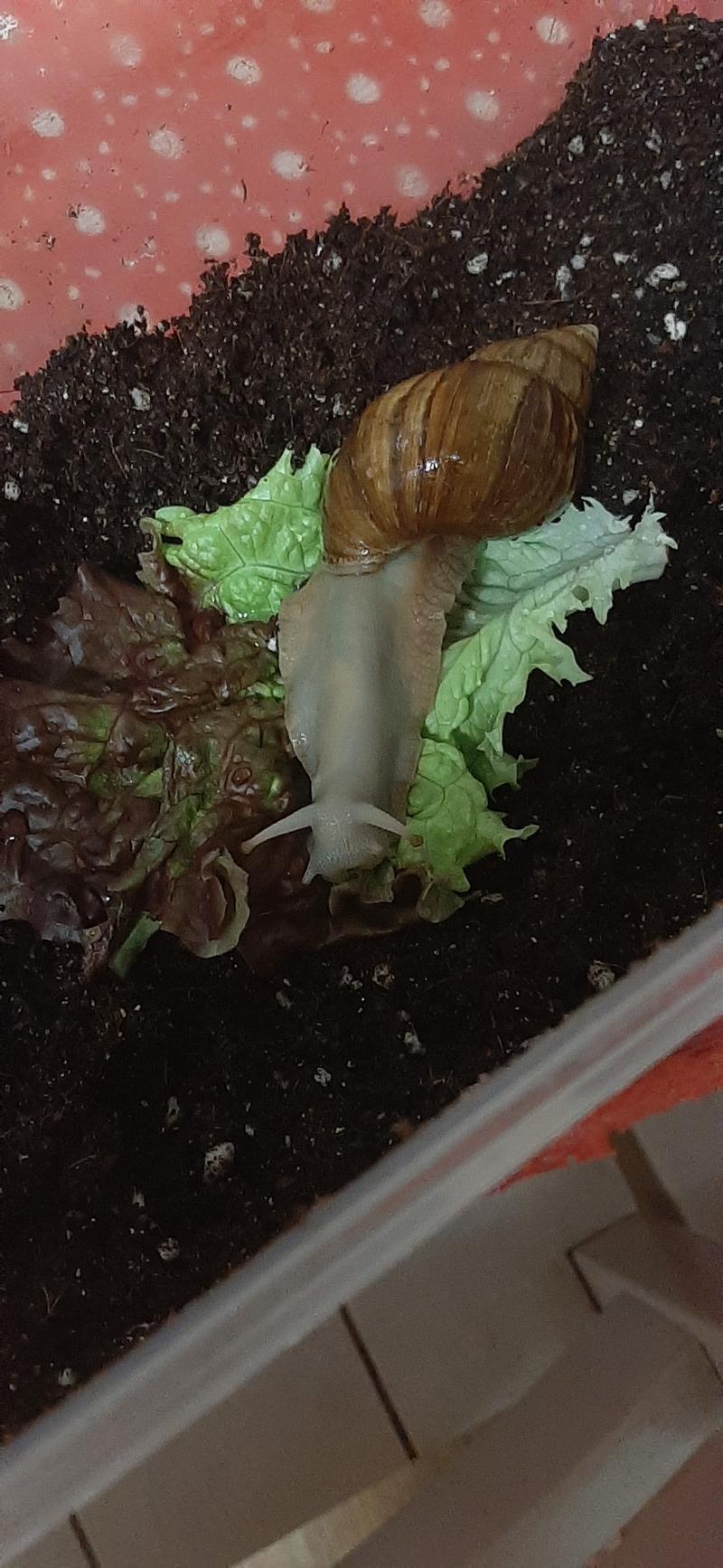 ('^')