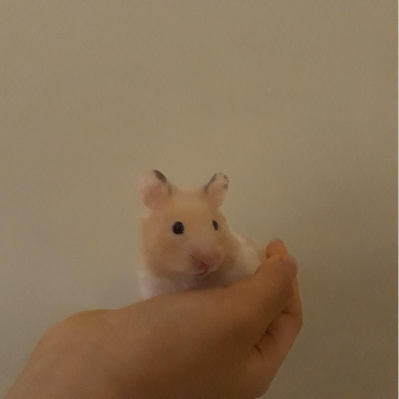 곰도리