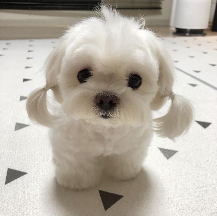 강아지!!