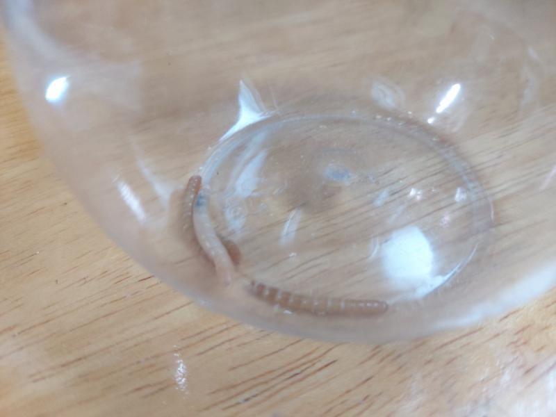 개구리 밥. 집에 있던 밀웜들중에서 특별히 개구리가 한입에 먹을수 있을만한 사이즈의 밀웜을 엄선하였다. 하얀건 탈피 직후라서 말랑말랑하므로 골라
