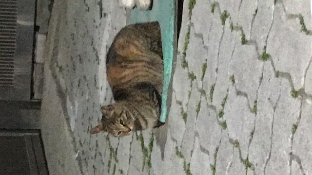 요즘 친해지려는 고양이..