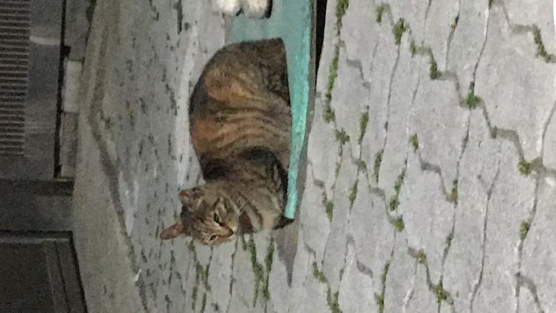 요즘 친해지려는 고양이..