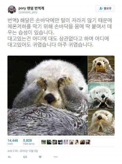 >>826하니까 생각나는데 사실 우리가 잘 모르는 동물중에도 귀여운거 많아... 이런 해달이라던가.. >>827말대로 쿼카라던가... 항상 귀여