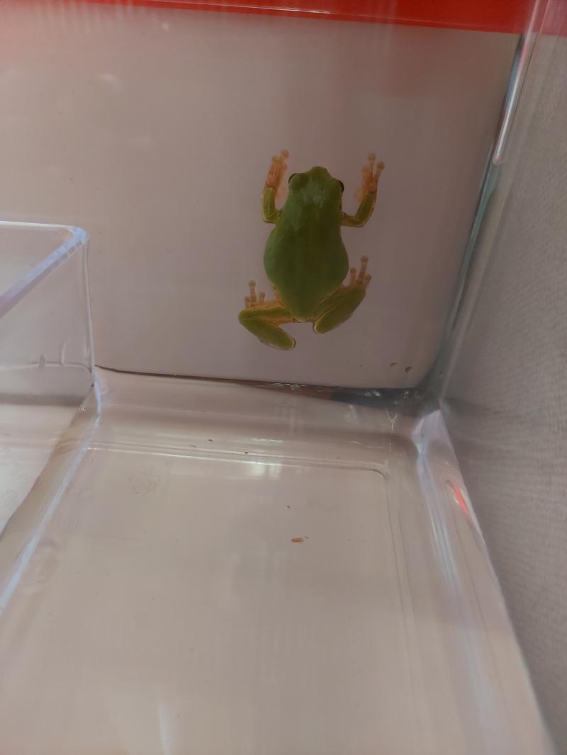 이제보니 개구리의 뱃살... 이 아닌 덩치가 처음보다 튼실해졌다. 아무래도 밥을 많이 준게 맞나보다. 아래쪽이 처음 채집했을때 사진.