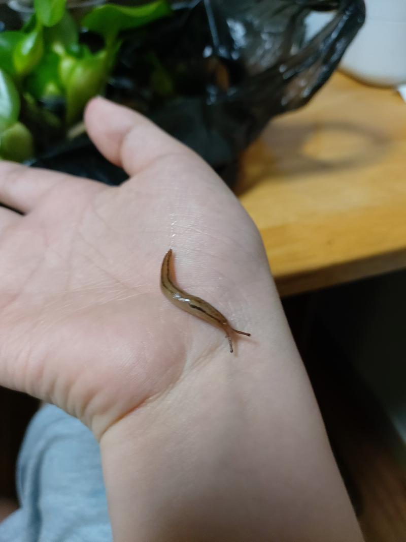 민달팽이. 갑자기 엄마가 설거지하다가 깜짝 놀라길래 가보니 이친구가 칼에 붙어있었다. 아무래도 밭에서 채소들을 뜯어올때 같이 딸려온듯. 배란다의