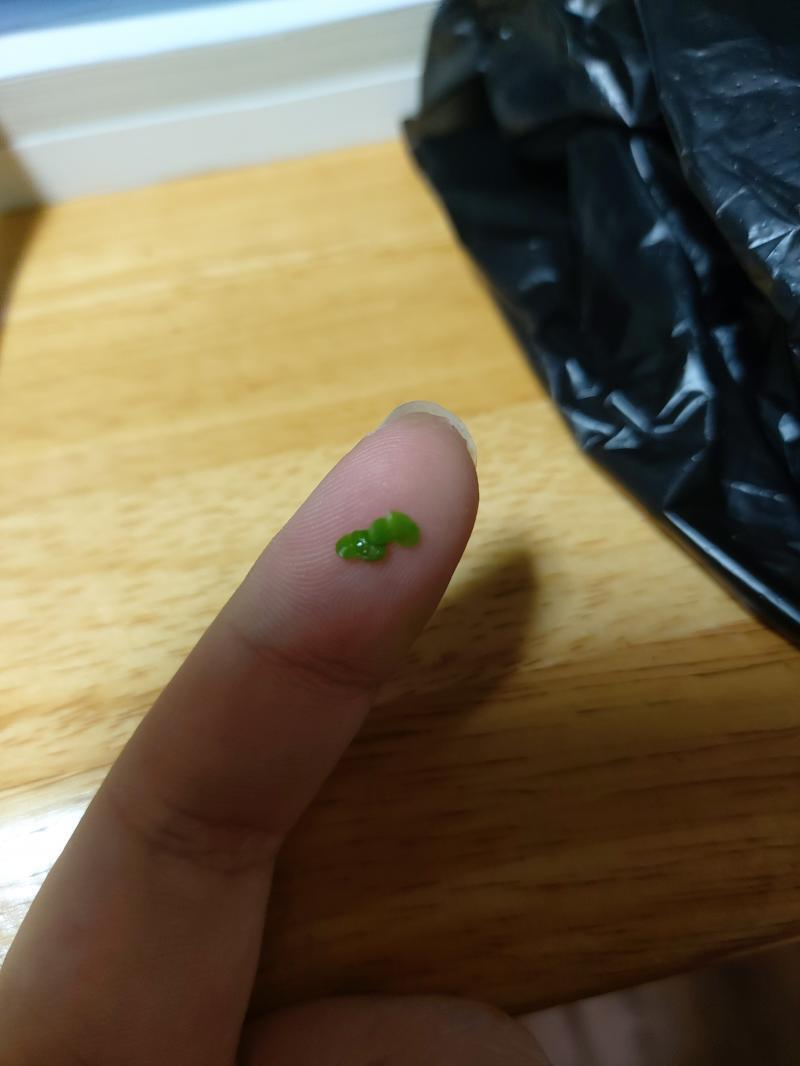 개구리밥. 밀웜 아니고 식물 개구리밥이다. 부레옥잠에 붙어있었는지 부레옥잠을 담았던 봉지에 들어있었다. 이것도 넣어주자