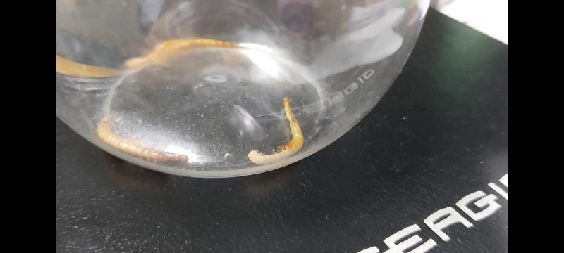 개구리에게 주려고 따로 통에 담아두었던 밀웜이 탈피했다. 동영상도 찍었다. 사진은 동영상을 캡쳐한것 >>35 실제로도 재보는게 맞았던것 같다.