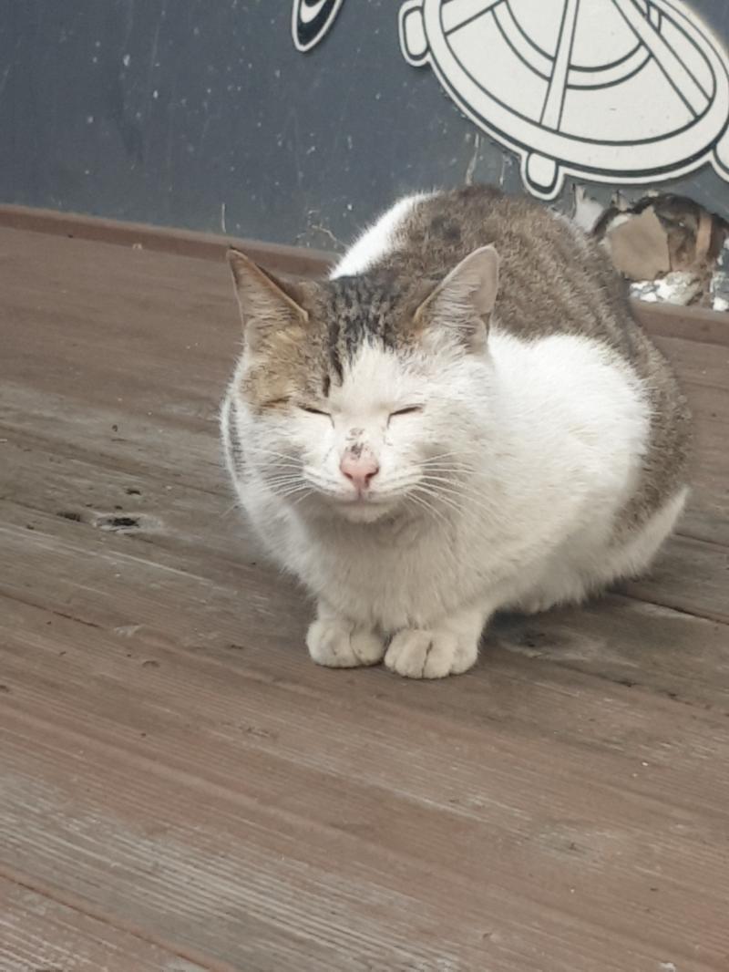 동글동글 식빵이야