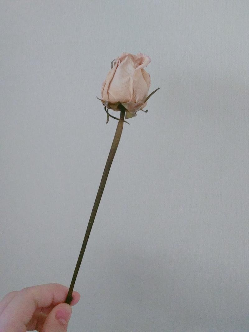 애기가 준 말린 장미꽃!!