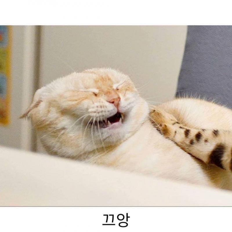 귀여운 웃음지뢰 하나더 ㅋㅋㅋ