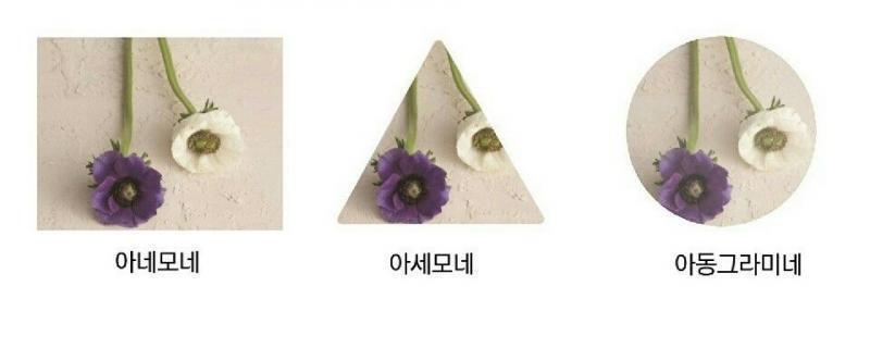 아네모네
