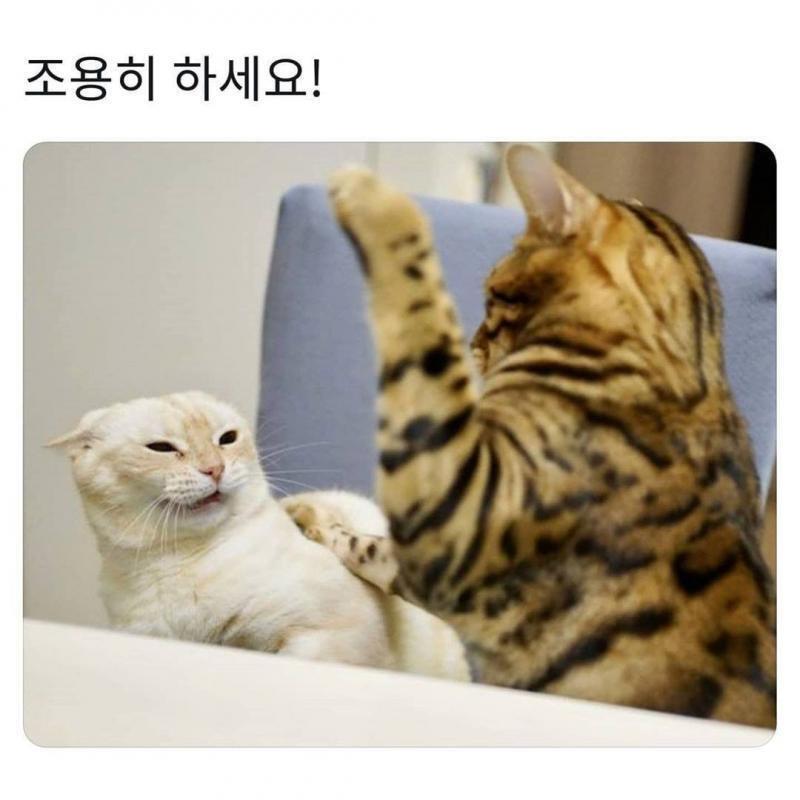 귀여운 웃음지뢰 하나더 ㅋㅋㅋ