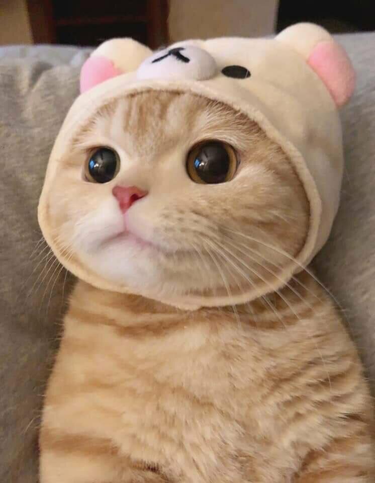 ㅗ 이짤이 최애 ㅜ 역대 담임선생님 최애