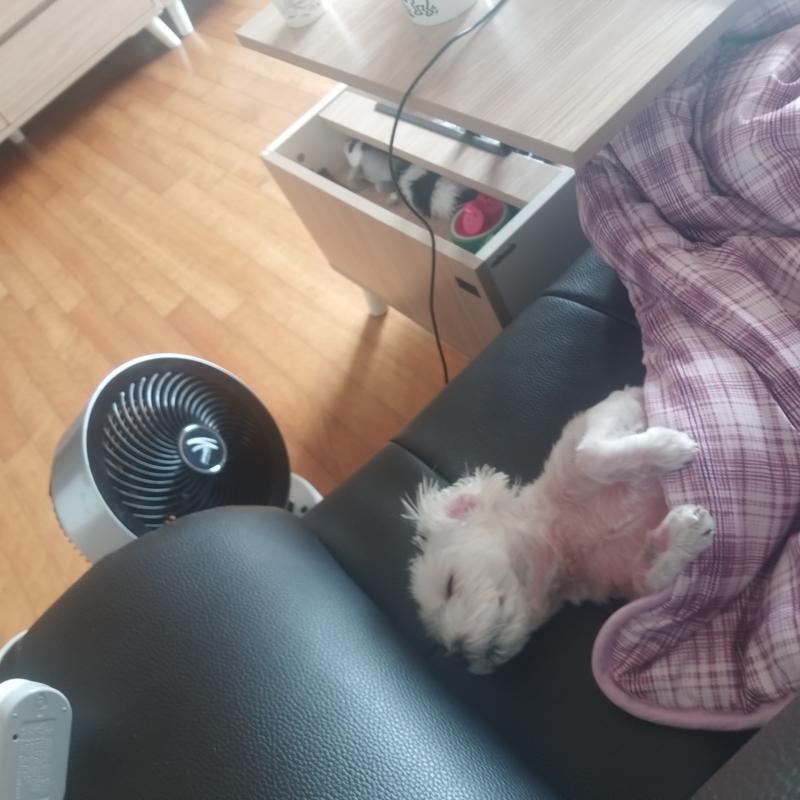 쿄쿄쿄쿄쿄