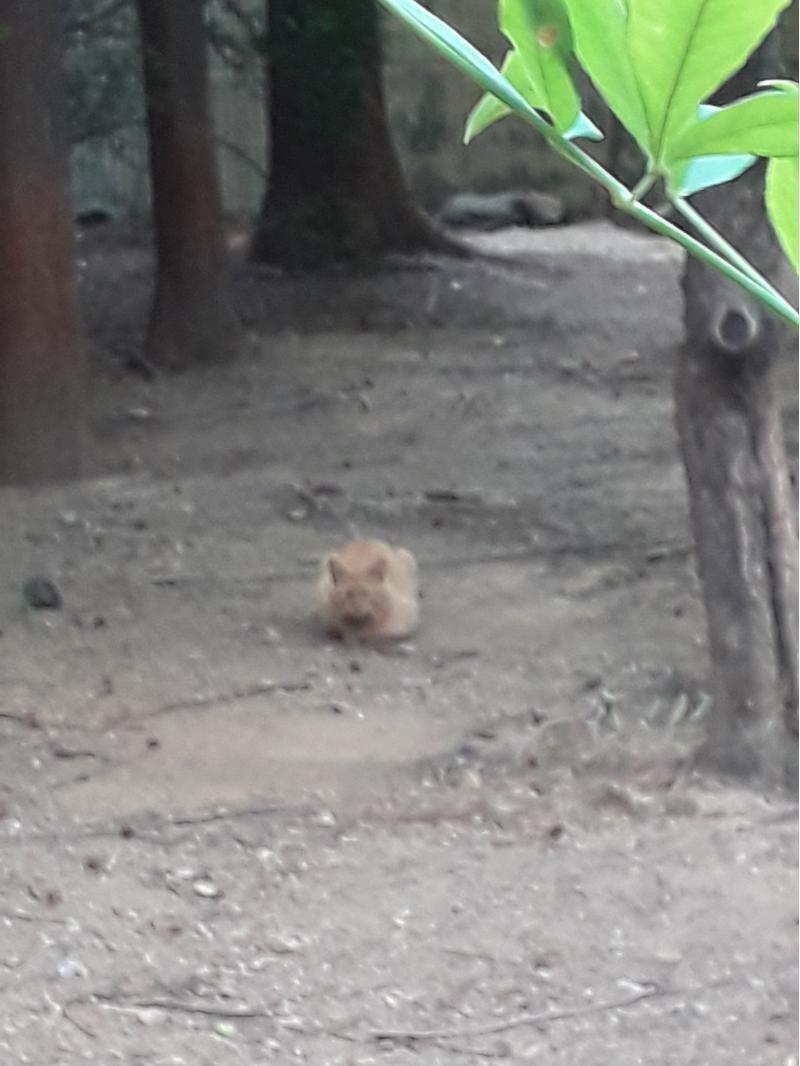 월요일의 노랭이