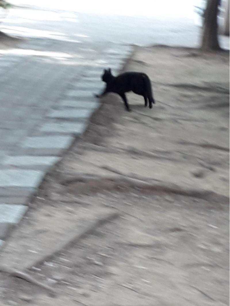 수요일의 노랭이와 뉴페이스 짜장이