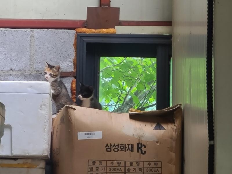 얘들아 미치겟다 이것 좀 봐줘 이게 울 식당 뒤에 고양이인데 고양이 두마리가 동시에 새끼낳아서 총 7마리(하나 더있을 수 있음)다...