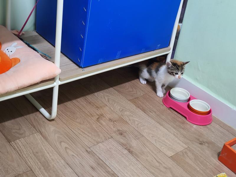 뿅 드디어 집에 왔어ㅠㅠㅜㅠㅜㅜㅜㅜ 진짜 너무 너무 너무 귀여워 근데 저 구석에서 안나왕...