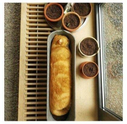 >>5 웅 딸기맛.. 빵에 발라머거.