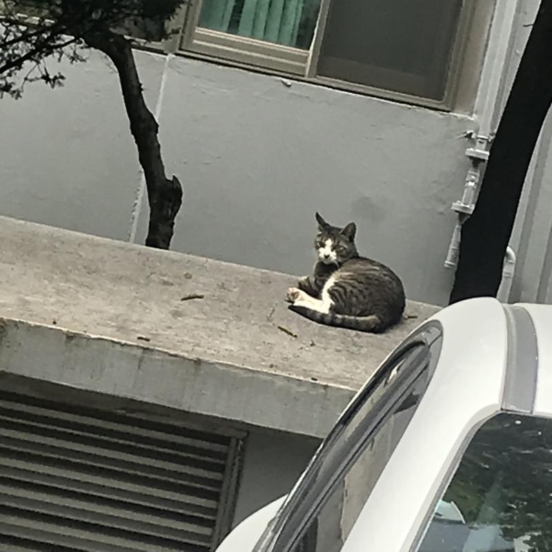 옆에 엄마 고양이? 로 추정되는 야옹이가 있어ㅠㅠㅠㅠㅠ