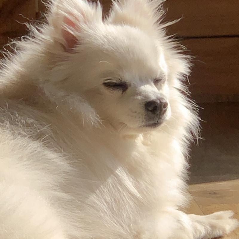 우리집 겸댕이야 근데 너무 많이 물어ㅠ